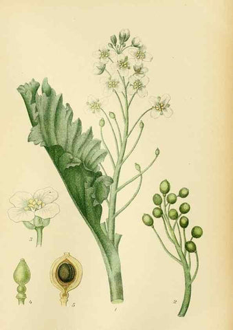 Reproducción/Reproduction 49157952547: Billeder af Nordens flora,. København,G.E.C. Gad,1901-1903 [i.e. 1907]. 