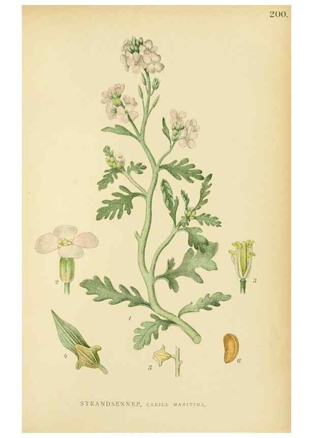 Reproducción/Reproduction 49157952162: Billeder af Nordens flora,. København,G.E.C. Gad,1901-1903 [i.e. 1907]. 