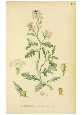 Reproducción/Reproduction 49157952162: Billeder af Nordens flora,. København,G.E.C. Gad,1901-1903 [i.e. 1907]. 