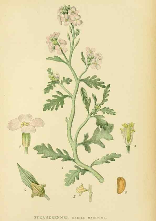 Reproducción/Reproduction 49157952162: Billeder af Nordens flora,. København,G.E.C. Gad,1901-1903 [i.e. 1907]. 