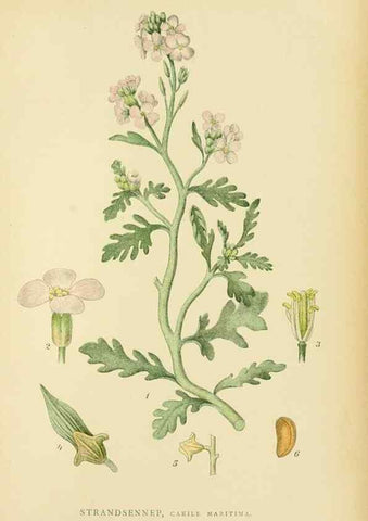 Reproducción/Reproduction 49157952162: Billeder af Nordens flora,. København,G.E.C. Gad,1901-1903 [i.e. 1907]. 
