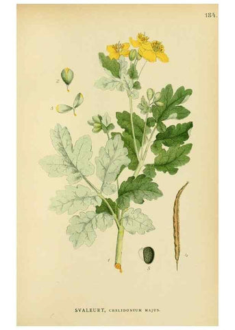 Reproducción/Reproduction 49157724836: Billeder af Nordens flora,. København,G.E.C. Gad,1901-1903 [i.e. 1907]. 