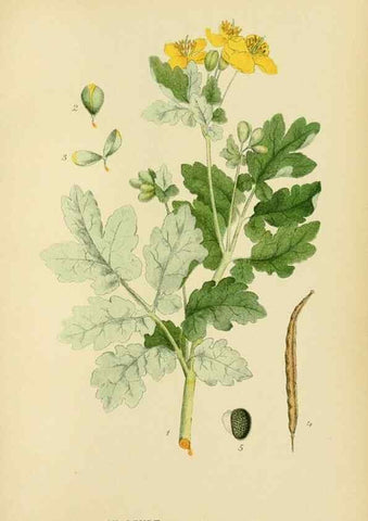 Reproducción/Reproduction 49157724836: Billeder af Nordens flora,. København,G.E.C. Gad,1901-1903 [i.e. 1907]. 