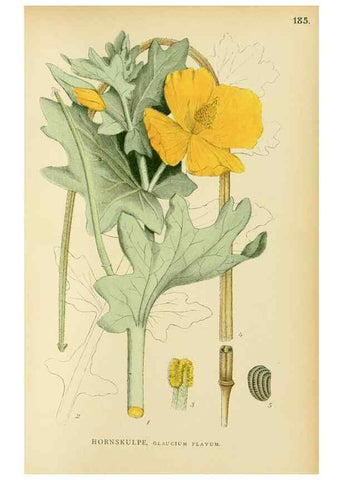 Reproducción/Reproduction 49157725096: Billeder af Nordens flora,. København,G.E.C. Gad,1901-1903 [i.e. 1907]. 