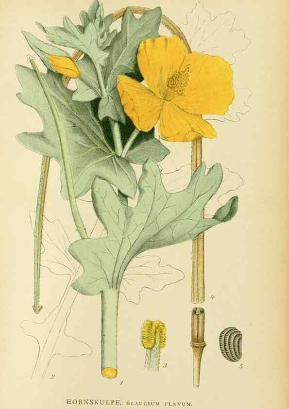 Reproducción/Reproduction 49157725096: Billeder af Nordens flora,. København,G.E.C. Gad,1901-1903 [i.e. 1907]. 