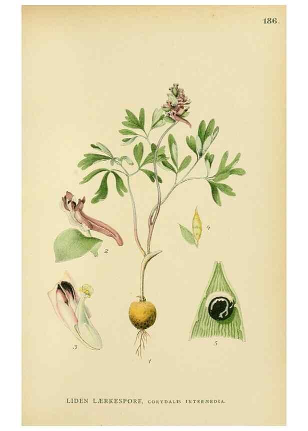 Reproducción/Reproduction 49157947947: Billeder af Nordens flora,. København,G.E.C. Gad,1901-1903 [i.e. 1907]. 
