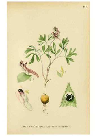 Reproducción/Reproduction 49157947947: Billeder af Nordens flora,. København,G.E.C. Gad,1901-1903 [i.e. 1907]. 
