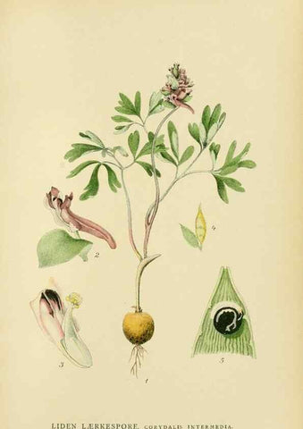 Reproducción/Reproduction 49157947947: Billeder af Nordens flora,. København,G.E.C. Gad,1901-1903 [i.e. 1907]. 