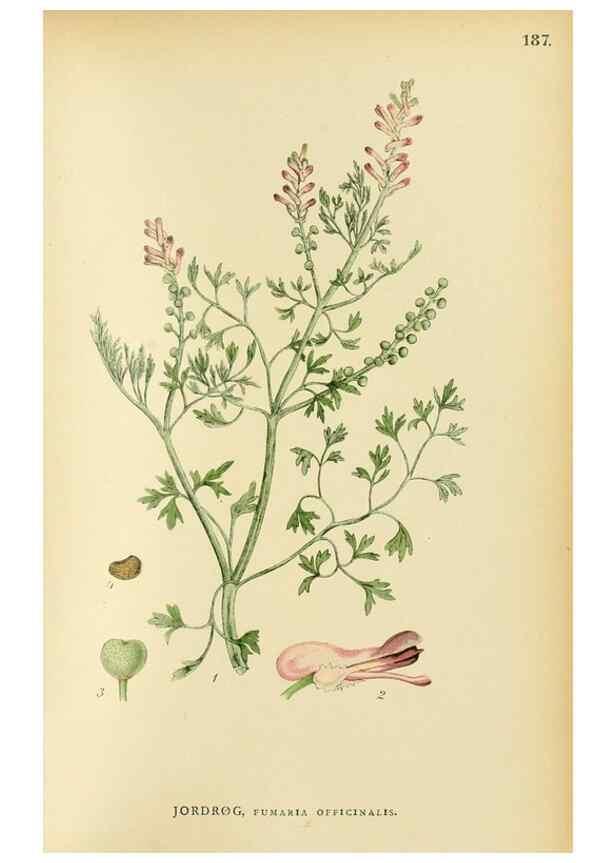 Reproducción/Reproduction 49157237513: Billeder af Nordens flora,. København,G.E.C. Gad,1901-1903 [i.e. 1907]. 