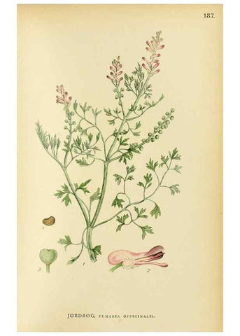 Reproducción/Reproduction 49157237513: Billeder af Nordens flora,. København,G.E.C. Gad,1901-1903 [i.e. 1907]. 