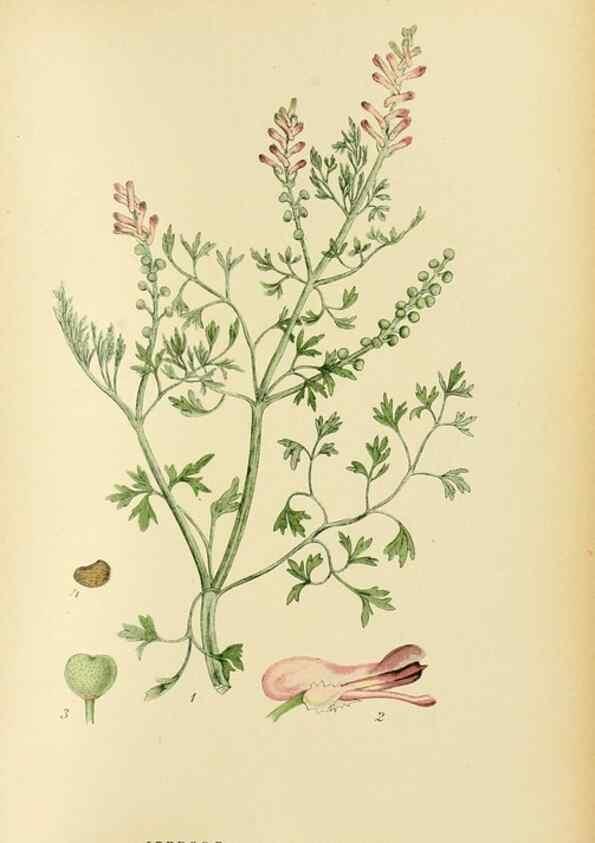 Reproducción/Reproduction 49157237513: Billeder af Nordens flora,. København,G.E.C. Gad,1901-1903 [i.e. 1907]. 