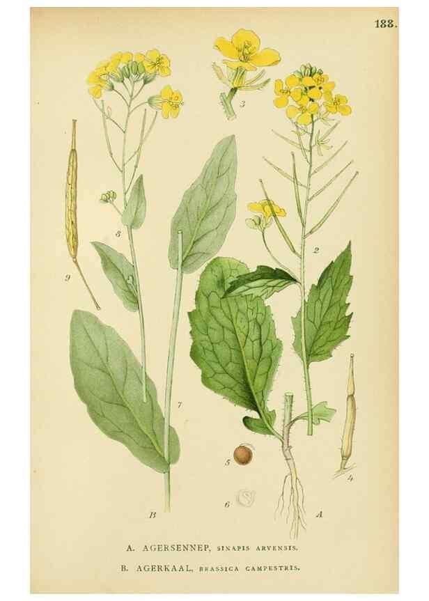 Reproducción/Reproduction 49157725961: Billeder af Nordens flora,. København,G.E.C. Gad,1901-1903 [i.e. 1907]. 