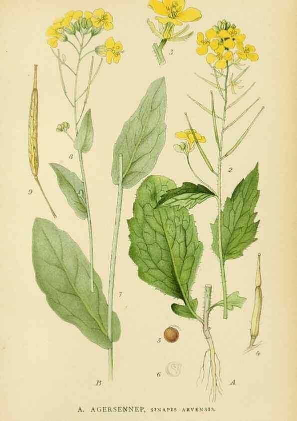 Reproducción/Reproduction 49157725961: Billeder af Nordens flora,. København,G.E.C. Gad,1901-1903 [i.e. 1907]. 