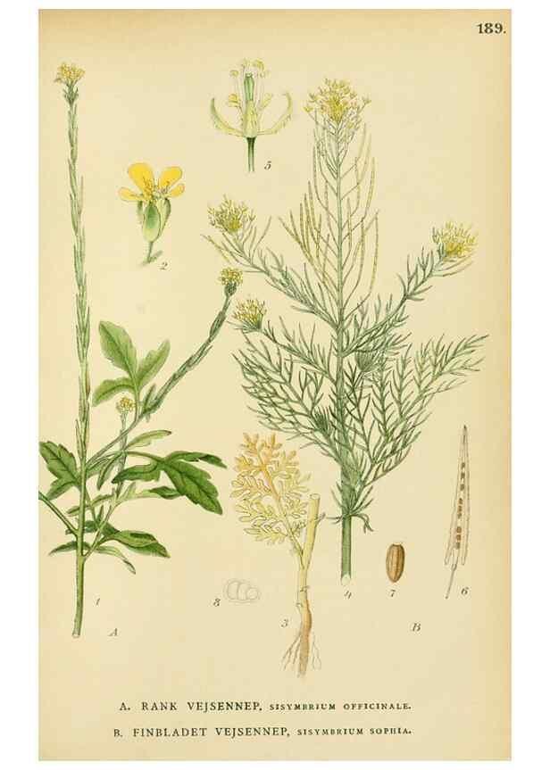 Reproducción/Reproduction 49157948782: Billeder af Nordens flora,. København,G.E.C. Gad,1901-1903 [i.e. 1907]. 