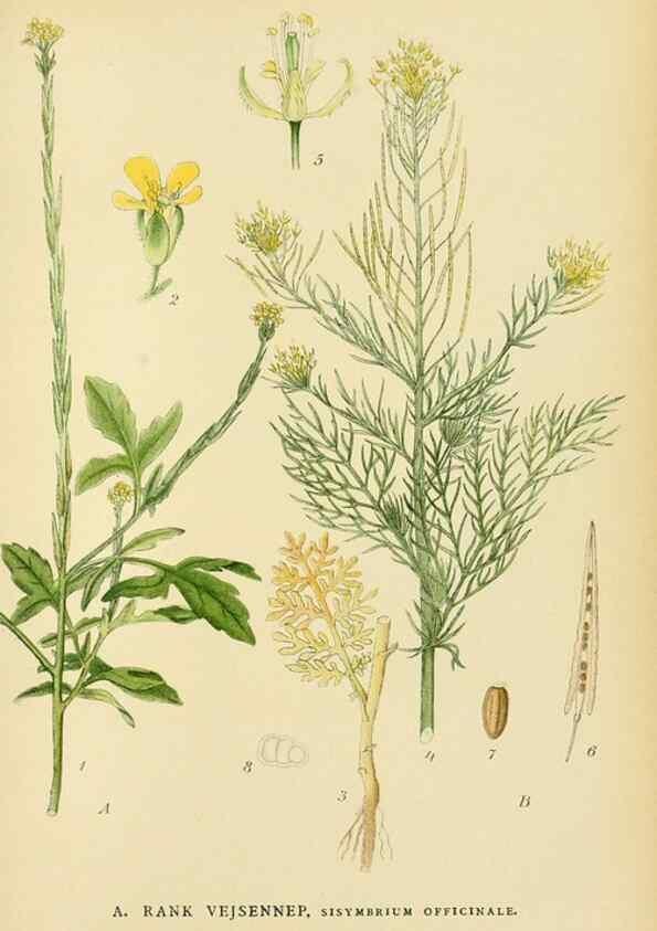 Reproducción/Reproduction 49157948782: Billeder af Nordens flora,. København,G.E.C. Gad,1901-1903 [i.e. 1907]. 