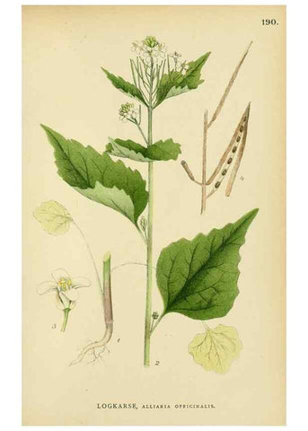 Reproducción/Reproduction 49157949092: Billeder af Nordens flora,. København,G.E.C. Gad,1901-1903 [i.e. 1907]. 