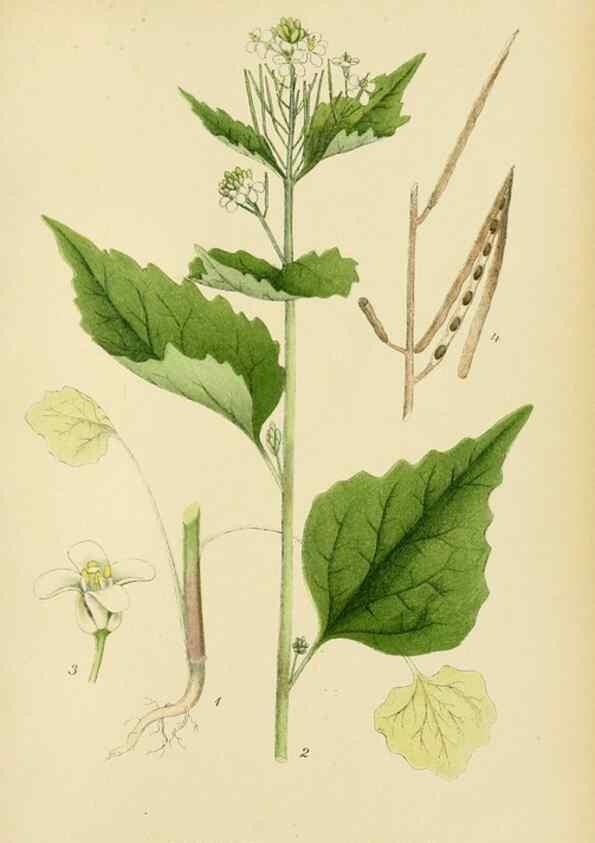 Reproducción/Reproduction 49157949092: Billeder af Nordens flora,. København,G.E.C. Gad,1901-1903 [i.e. 1907]. 