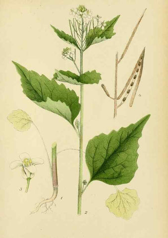 Reproducción/Reproduction 49157949092: Billeder af Nordens flora,. København,G.E.C. Gad,1901-1903 [i.e. 1907]. 
