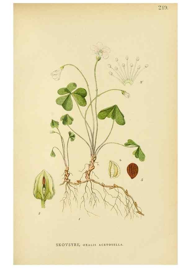 Reproducción/Reproduction 49157740626: Billeder af Nordens flora,. København,G.E.C. Gad,1901-1903 [i.e. 1907]. 