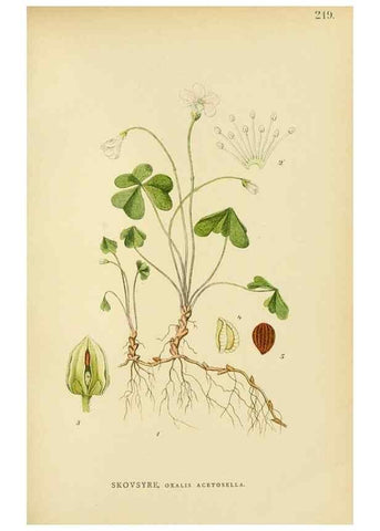 Reproducción/Reproduction 49157740626: Billeder af Nordens flora,. København,G.E.C. Gad,1901-1903 [i.e. 1907]. 