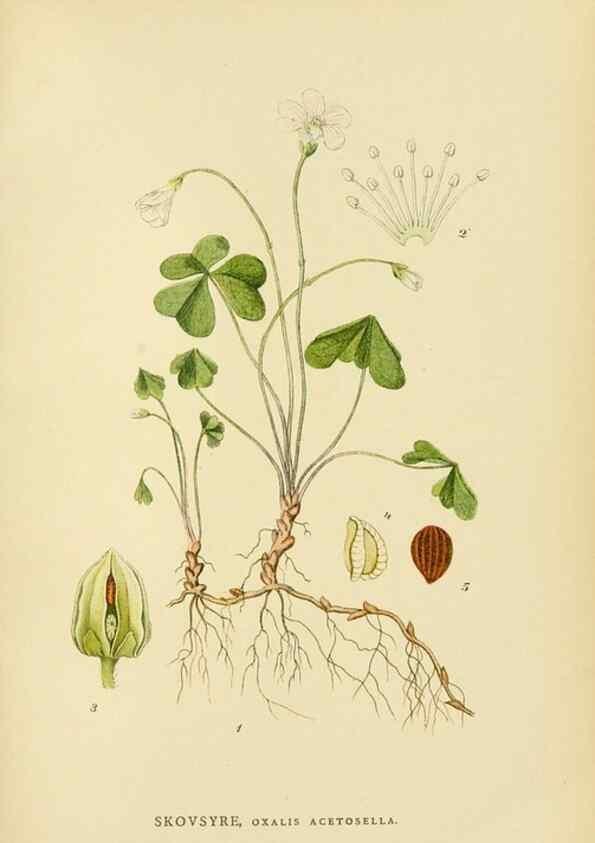 Reproducción/Reproduction 49157740626: Billeder af Nordens flora,. København,G.E.C. Gad,1901-1903 [i.e. 1907]. 