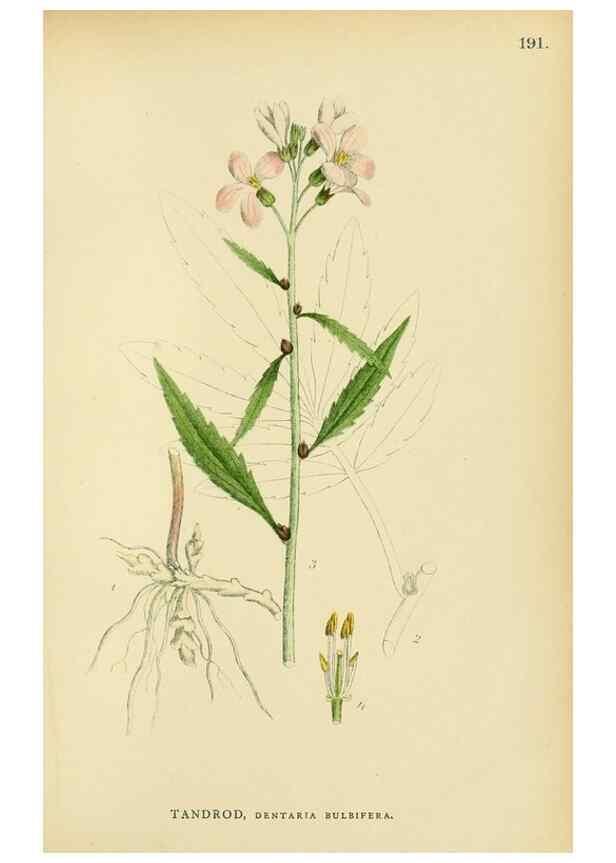 Reproducción/Reproduction 49157238728: Billeder af Nordens flora,. København,G.E.C. Gad,1901-1903 [i.e. 1907]. 