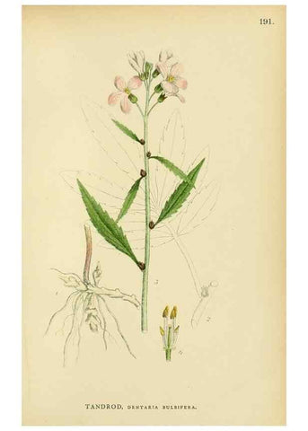 Reproducción/Reproduction 49157238728: Billeder af Nordens flora,. København,G.E.C. Gad,1901-1903 [i.e. 1907]. 