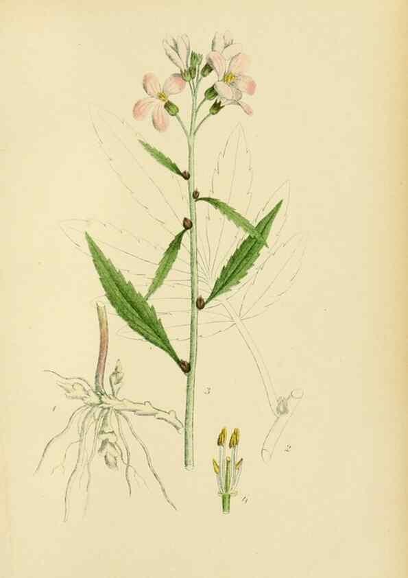 Reproducción/Reproduction 49157238728: Billeder af Nordens flora,. København,G.E.C. Gad,1901-1903 [i.e. 1907]. 