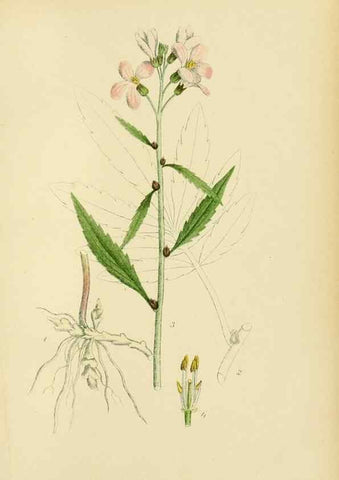 Reproducción/Reproduction 49157238728: Billeder af Nordens flora,. København,G.E.C. Gad,1901-1903 [i.e. 1907]. 