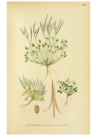 Reproducción/Reproduction 49157950037: Billeder af Nordens flora,. København,G.E.C. Gad,1901-1903 [i.e. 1907]. 
