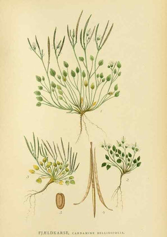 Reproducción/Reproduction 49157950037: Billeder af Nordens flora,. København,G.E.C. Gad,1901-1903 [i.e. 1907]. 