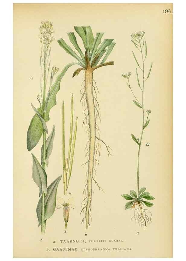 Reproducción/Reproduction 49157727621: Billeder af Nordens flora,. København,G.E.C. Gad,1901-1903 [i.e. 1907]. 