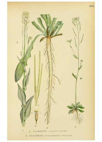 Reproducción/Reproduction 49157727621: Billeder af Nordens flora,. København,G.E.C. Gad,1901-1903 [i.e. 1907]. 