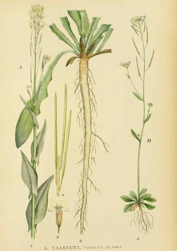 Reproducción/Reproduction 49157727621: Billeder af Nordens flora,. København,G.E.C. Gad,1901-1903 [i.e. 1907]. 