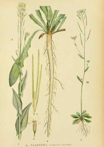 Reproducción/Reproduction 49157727621: Billeder af Nordens flora,. København,G.E.C. Gad,1901-1903 [i.e. 1907]. 