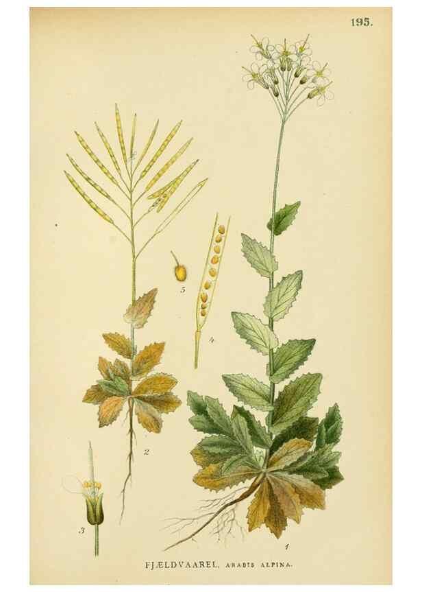 Reproducción/Reproduction 49157950582: Billeder af Nordens flora,. København,G.E.C. Gad,1901-1903 [i.e. 1907]. 