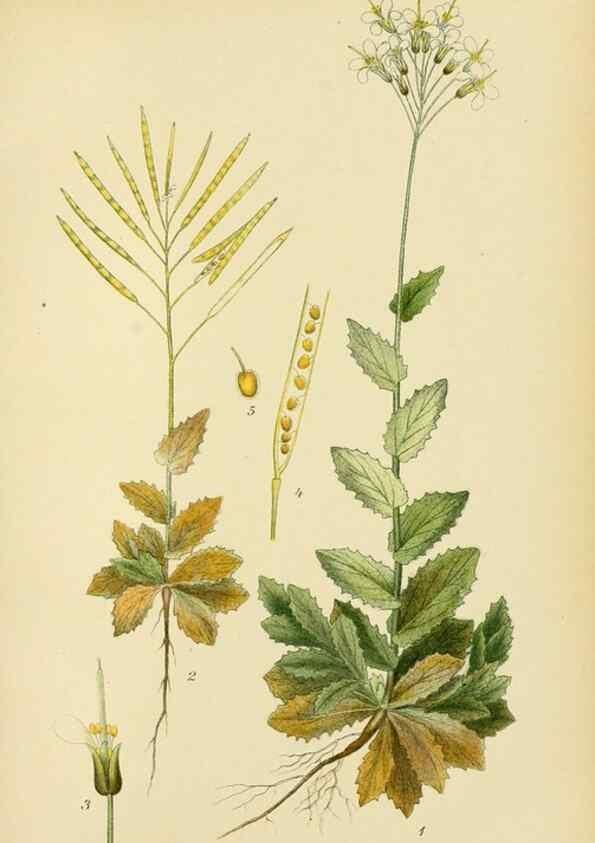 Reproducción/Reproduction 49157950582: Billeder af Nordens flora,. København,G.E.C. Gad,1901-1903 [i.e. 1907]. 