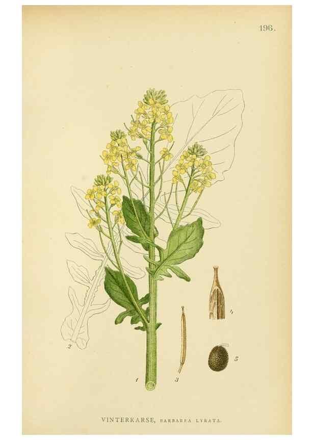Reproducción/Reproduction 49157728331: Billeder af Nordens flora,. København,G.E.C. Gad,1901-1903 [i.e. 1907]. 