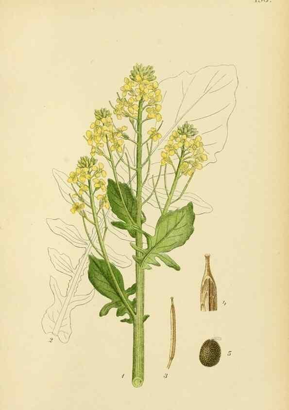 Reproducción/Reproduction 49157728331: Billeder af Nordens flora,. København,G.E.C. Gad,1901-1903 [i.e. 1907]. 