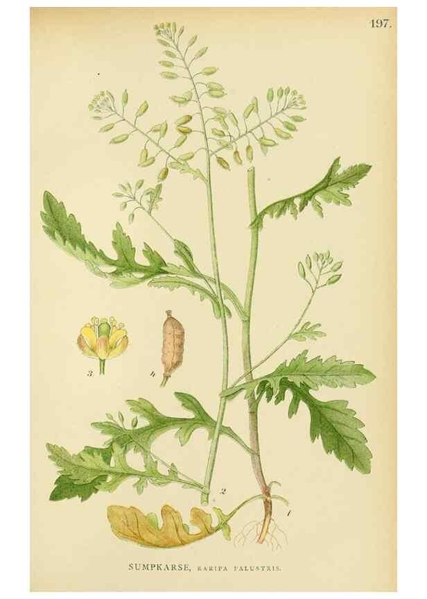 Reproducción/Reproduction 49157240608: Billeder af Nordens flora,. København,G.E.C. Gad,1901-1903 [i.e. 1907]. 