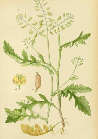 Reproducción/Reproduction 49157240608: Billeder af Nordens flora,. København,G.E.C. Gad,1901-1903 [i.e. 1907]. 