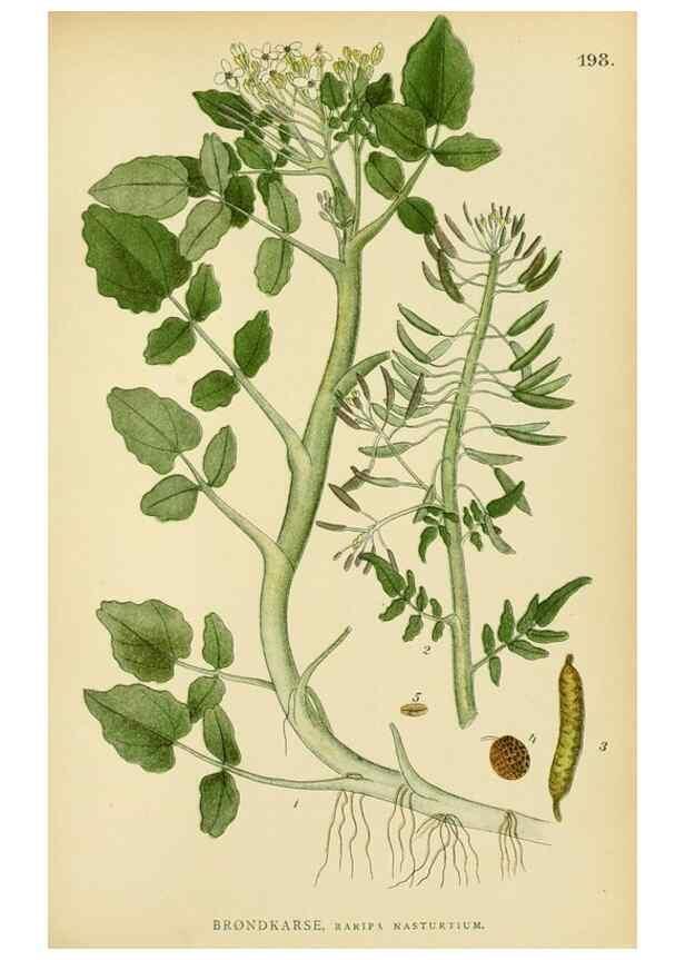Reproducción/Reproduction 49157951522: Billeder af Nordens flora,. København,G.E.C. Gad,1901-1903 [i.e. 1907]. 