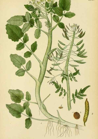 Reproducción/Reproduction 49157951522: Billeder af Nordens flora,. København,G.E.C. Gad,1901-1903 [i.e. 1907]. 