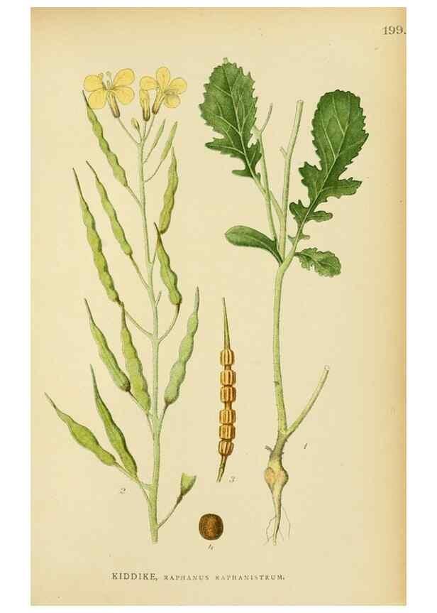 Reproducción/Reproduction 49157729331: Billeder af Nordens flora,. København,G.E.C. Gad,1901-1903 [i.e. 1907]. 