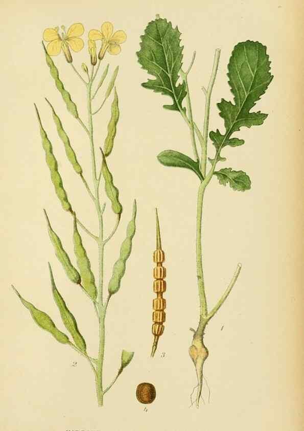 Reproducción/Reproduction 49157729331: Billeder af Nordens flora,. København,G.E.C. Gad,1901-1903 [i.e. 1907]. 