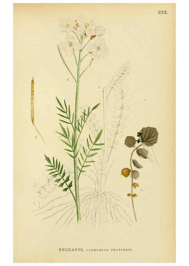 Reproducción/Reproduction 49157726981: Billeder af Nordens flora,. København,G.E.C. Gad,1901-1903 [i.e. 1907]. 