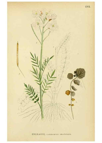 Reproducción/Reproduction 49157726981: Billeder af Nordens flora,. København,G.E.C. Gad,1901-1903 [i.e. 1907]. 