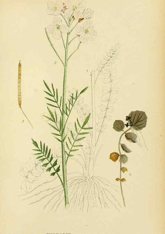 Reproducción/Reproduction 49157726981: Billeder af Nordens flora,. København,G.E.C. Gad,1901-1903 [i.e. 1907]. 