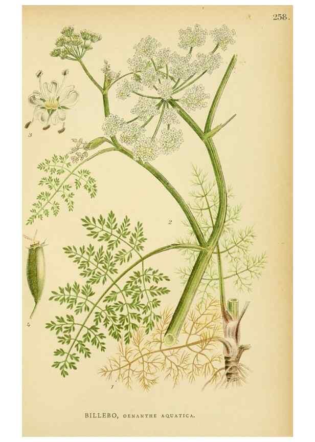 Reproducción/Reproduction 49157267183: Billeder af Nordens flora,. København,G.E.C. Gad,1901-1903 [i.e. 1907]. 