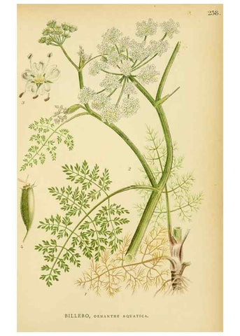 Reproducción/Reproduction 49157267183: Billeder af Nordens flora,. København,G.E.C. Gad,1901-1903 [i.e. 1907]. 